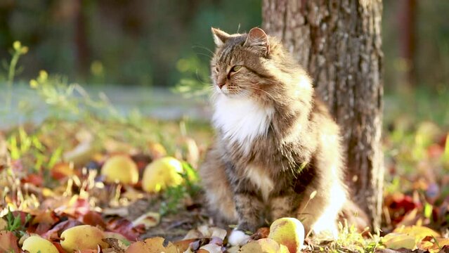 beautiful fluffy red Siberian cat walking outdoors in autumn countryside yard, pet sitting under pear tree among fallen leaves in sunlight on nature