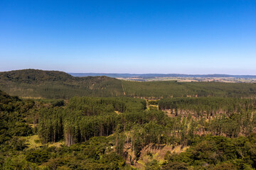 Fototapeta na wymiar view of eucalyptus plantation, with vegetation and mountains in the background.