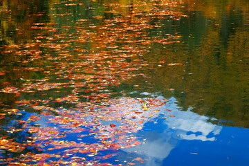 Autumn yellow fallen leaves on float on water, background texture. Colourful fall leaves in pond lake wate. Fall season leaves in rain puddle. Sunny autumn day foliage.