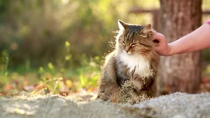 woman hand pet beautiful fluffy red Siberian cat walking outdoors in autumn countryside yard, pet under tree among fallen leaves in sunlight on nature