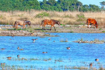 Horses grazing in the wild on the shore of a lake. Wildlife reserve with wild horses
