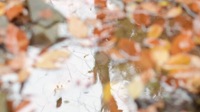 bokeh focus roll water leaf wet cold wether