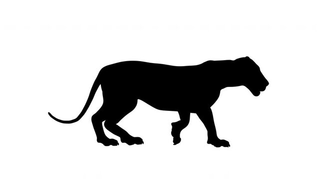 Loopable animation of a walking lion