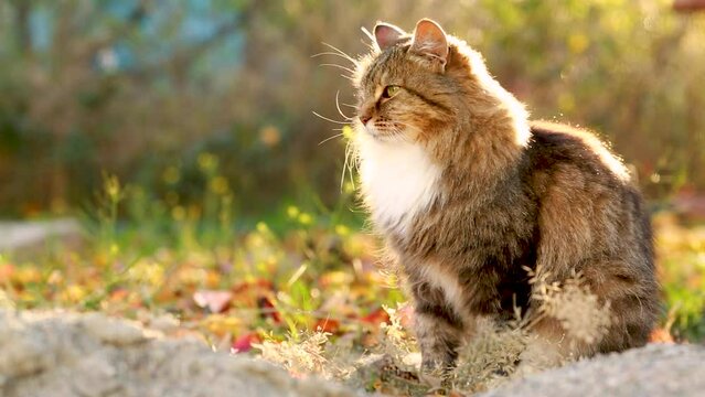 beautiful fluffy red Siberian cat walking outdoors in autumn countryside yard, pet sitting under tree among fallen leaves in sunlight on nature
