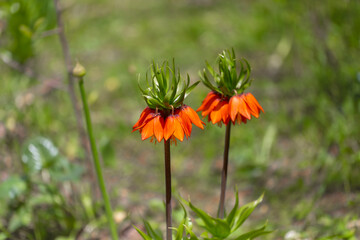 Turkish mountains in the skirts of the opposite lilies. Inverted lilies. Colorful colored tulip in the jungle. Tulip Crying ''Ters Lale'' . Cukurca, Hakkari, Turkey.