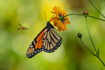 monarch butterfly on an orange cosmos flower with yellow jacket bee wasp