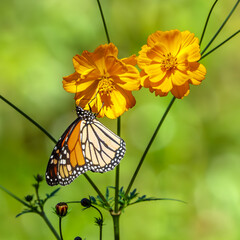monarch butterfly on an orange cosmos flower