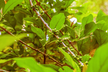 green coffe beans grow up closeup