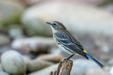 Yellow-rumped Warbler