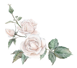 White roses watercolor illustration. hand drawn, isolated white background, flower clipart. for bouquets, wreaths, arrangements, wedding invitations, anniversary, birthday, postcards, greetings