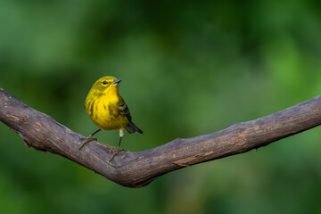 Pine Warbler perched on a tree branch