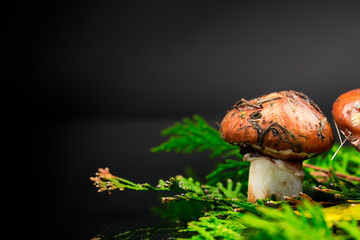 forest mushrooms with leaves, branches and fir trees on black background