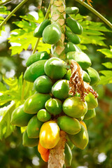 green Papaya fruit on papaya tree in Africa