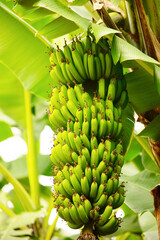 banana bluming and grove.big green clusters grow