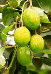 several avocado fruits sing on a tree in africa