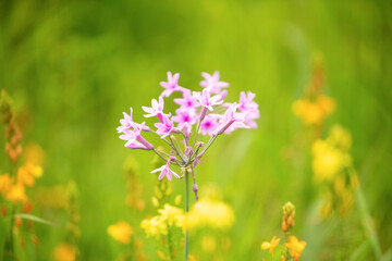 Floral background with with a pale pink flower