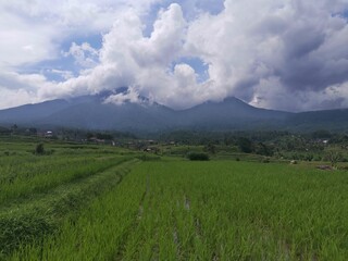 Fototapeta premium Bali rice terraces are fields arranged in steps on the slopes of the mountains. Protected by UNESCO.