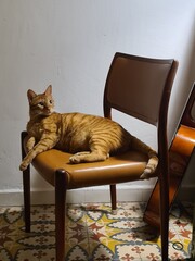 ginger cat on a chair 