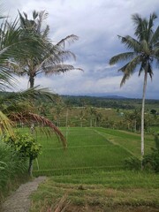Bali rice terraces are fields arranged in steps on the slopes of the mountains. Protected by UNESCO.