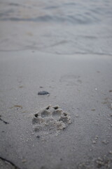 Pawsteps in the sand