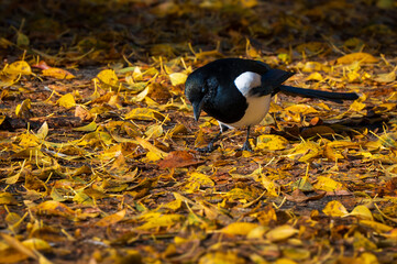 magpie bird walking on leaves