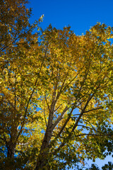 autumn in the forest