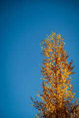 autumn tree with sky