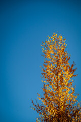 autumn tree with sky