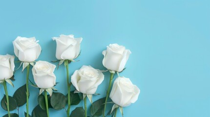 Bouquet of white roses on pastel blue background with copy space.	