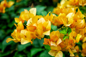 Obraz na płótnie Canvas Nature's artistry showcased: a close-up of a cluster of orange bougainvillea flowers amid a backdrop of thriving green foliage.