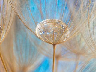 flower fluff, dandelion seeds with rain drop - beautiful macro photography with abstract bokeh background