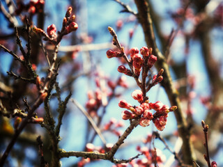 The ethereal beauty of pink apricot blossom buds on a tree branch, set against the backdrop of a clear blue sky. Apricot tree flower buds. Apricot tree branches on a background of blue sky in spring.