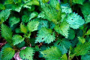 A bunch of green leaves growing out of the ground. Nettle thicket as a background. Young green plant.