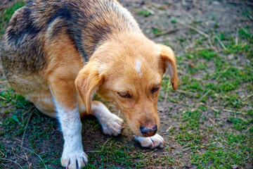 A dog with a brown and white coat, sitting on a grassy field. A little, sick mongrel is sitting. Dog with a sad, sickly look.
