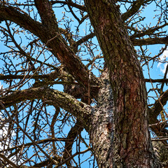 A tree trunk and its branches reaching out against the backdrop of a clear blue sky, a testament to nature’s resilience and beauty. Сrooked branches of a dry pear tree on a background of blue sky.