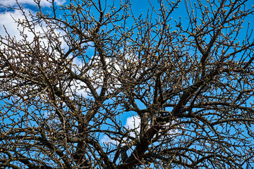 A stark beauty of a tree with bare branches, standing tall against a backdrop of a clear blue sky adorned with fluffy white clouds. Сrooked branches of a dry pear tree on a background of blue sky.