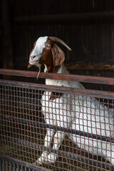 Portrait of boer goat in the zoo