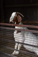 Fotobehang Portrait of boer goat in the zoo © sherlesi 