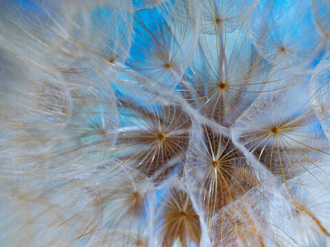 flower fluff, dandelion seeds - beautiful macro photography with abstract bokeh background