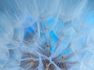flower fluff, dandelion seeds - beautiful macro photography with abstract bokeh background