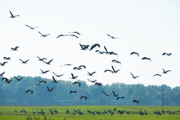 Grey heron (Ardea cinerea). Flock of birds on green field