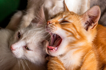 A small white-red cat yawns next to a small white kitten