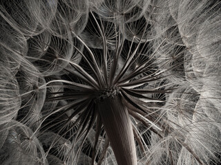 flower fluff, dandelion seeds - beautiful macro photography with abstract bokeh background