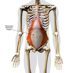 Male Tranversus Abdominis Muscle Labeled in Isolation on Human Skeleton, 3D Rendering on White Background - 671155203