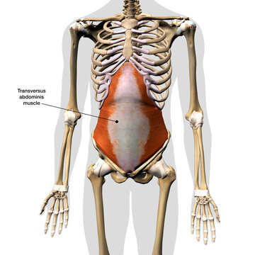 Male Tranversus Abdominis Muscle Labeled in Isolation on Human Skeleton, 3D Rendering on White Background