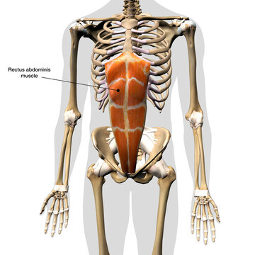 Male Rectus Abdominis Muscle Labeled in Isolation on Human Skeleton, 3D Rendering