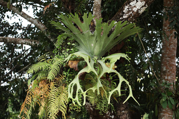 Large staghorn fern (Platycerium holttumii) growing as an epiphytic plant on large tree in Thai National park