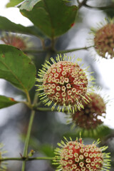 Hook thorn Cat Claw flower (Uncaria homomalla), exotic looking plant