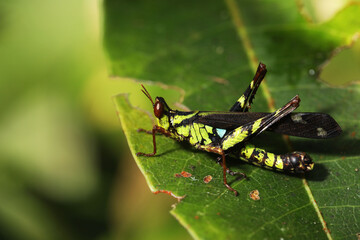 female Monkey Grasshopper (Erianthus versicolor) 