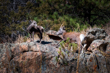 rams in the mountains